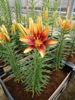 [5025 Tiny Orange Sensation No02.JPG]